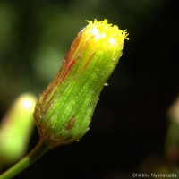 <i>Pluchea paniculata</i>  (Willd.) Karthik. & Moorthy